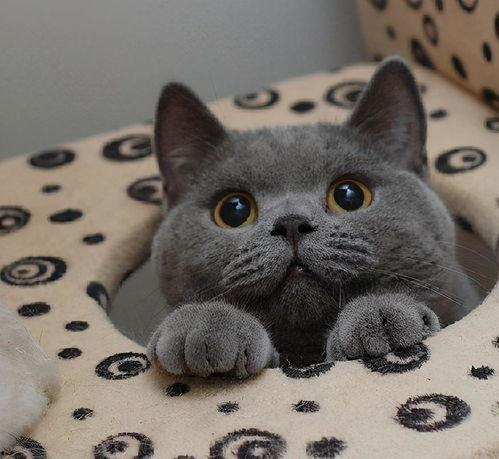 蓝猫娱乐圈吃瓜,揭秘明星幕后吃瓜大揭秘